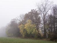Baumreihe am Wiesenrand verschwindet im Nebel